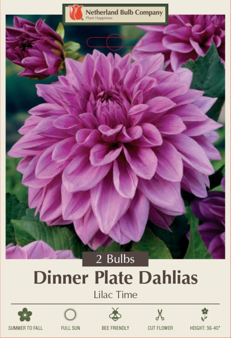 Lilac Time Dinnerplate Dahlia - 2 Bulb Clumps - Violet-Purple!